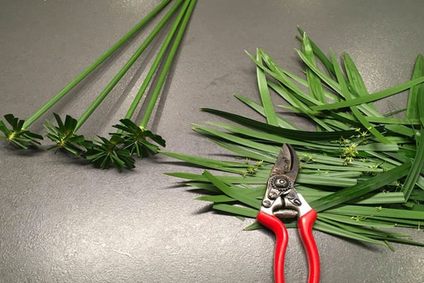 تکثیر نخل مرداب